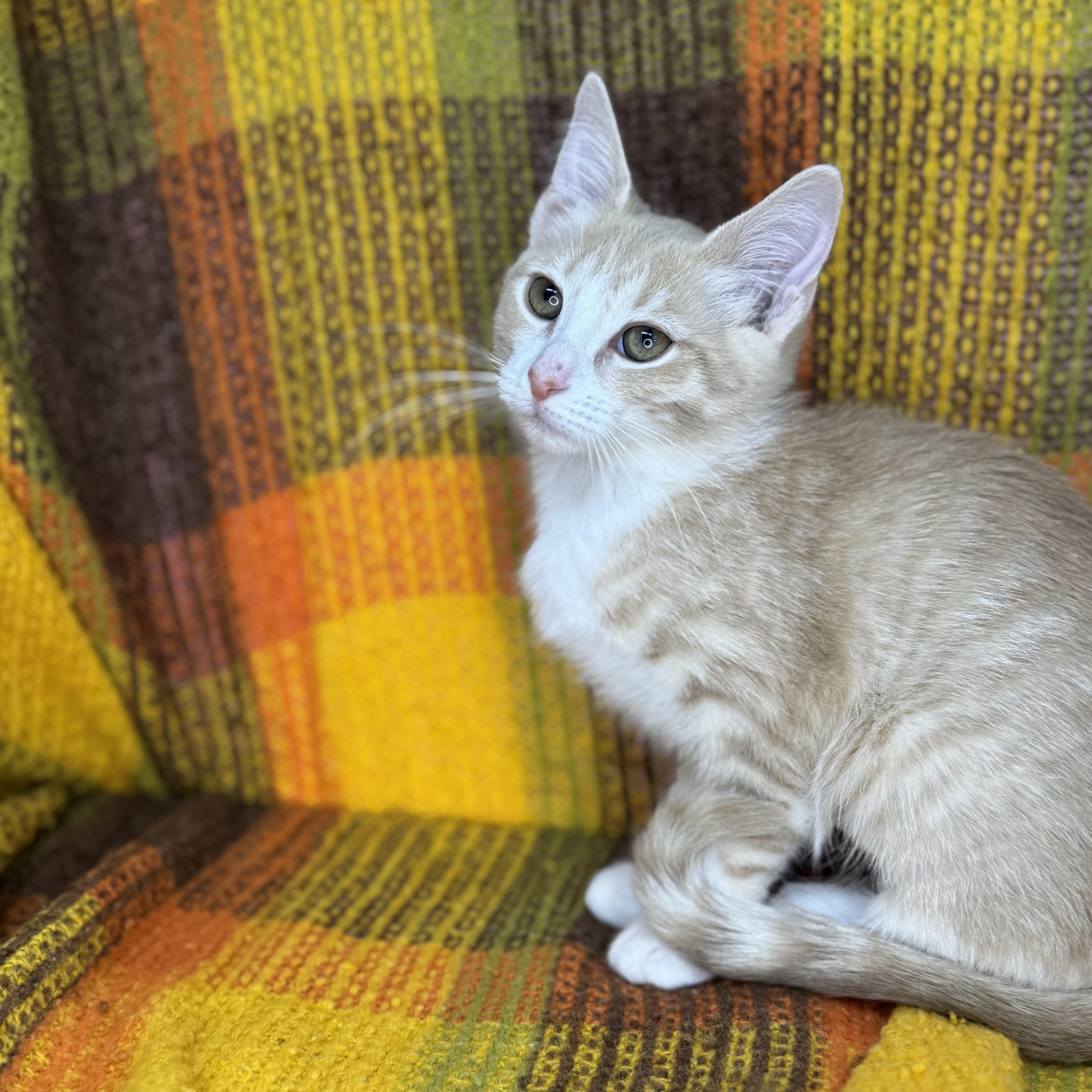 Enlarge Rosebud  , a Adoptable mixed breed in Mount Vernon, IL image 4/6