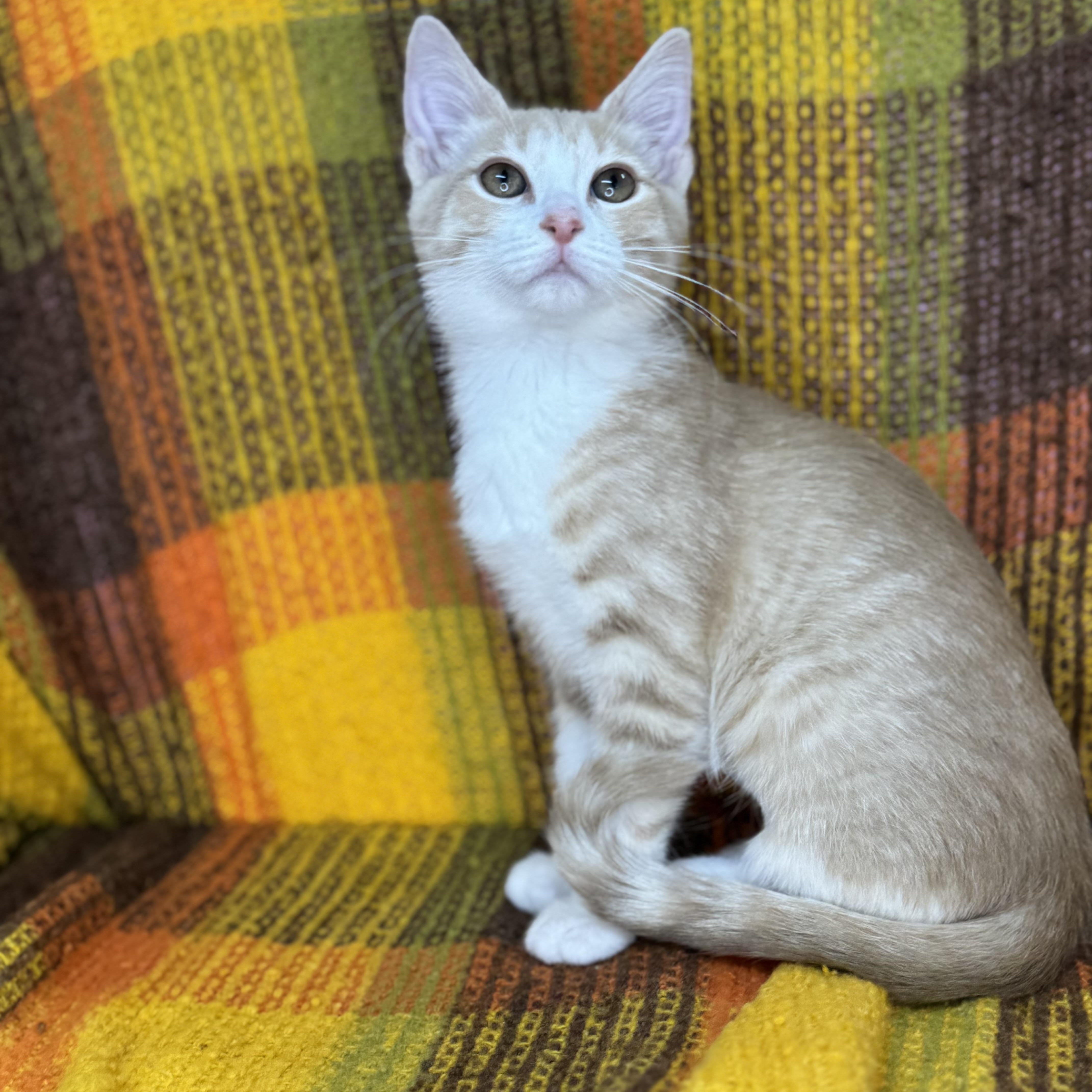 Rosebud  , Adoptable, Kitten Female Turkish Van & American Shorthair.
