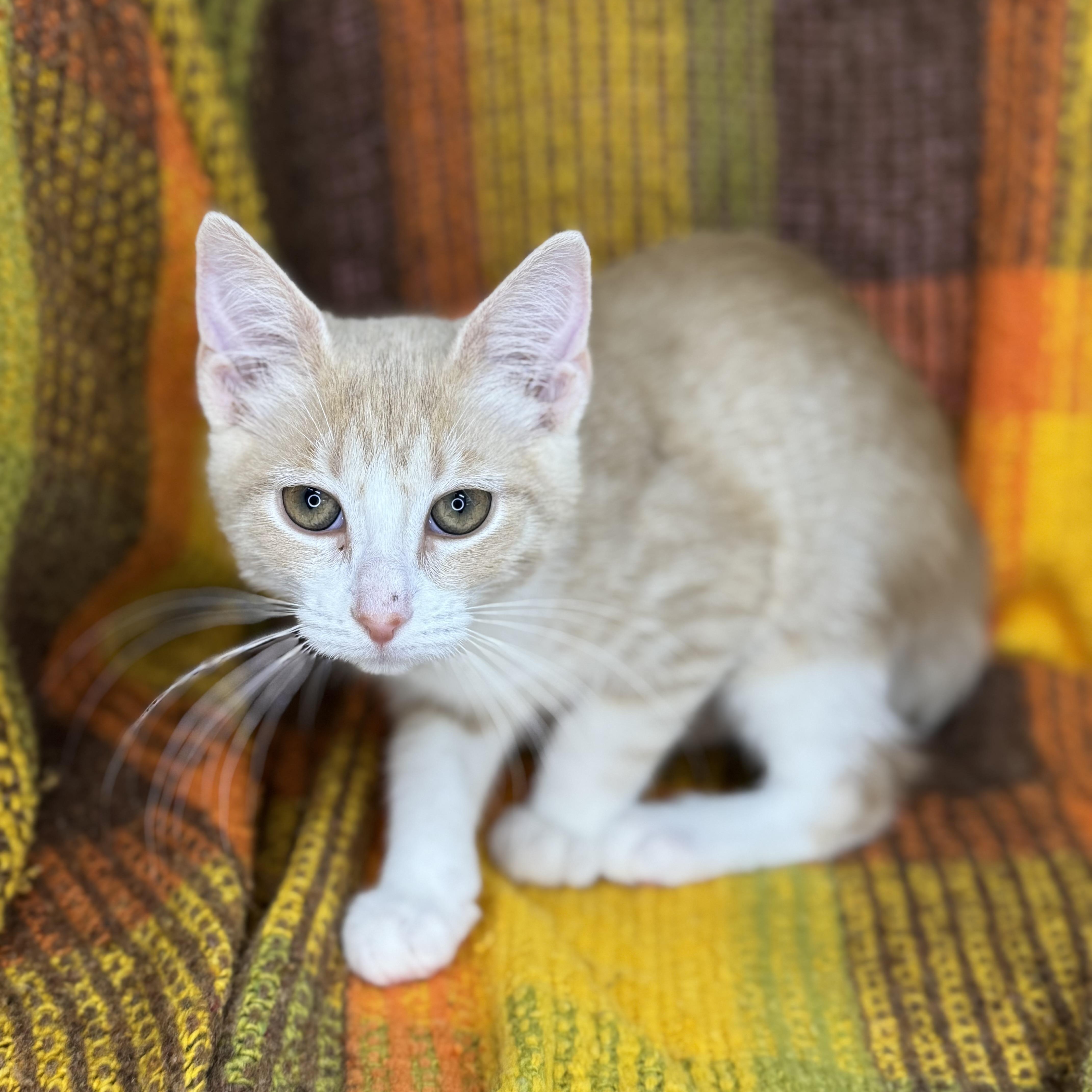 Enlarge Rosebud  , a Adoptable mixed breed in Mount Vernon, IL image 3/6