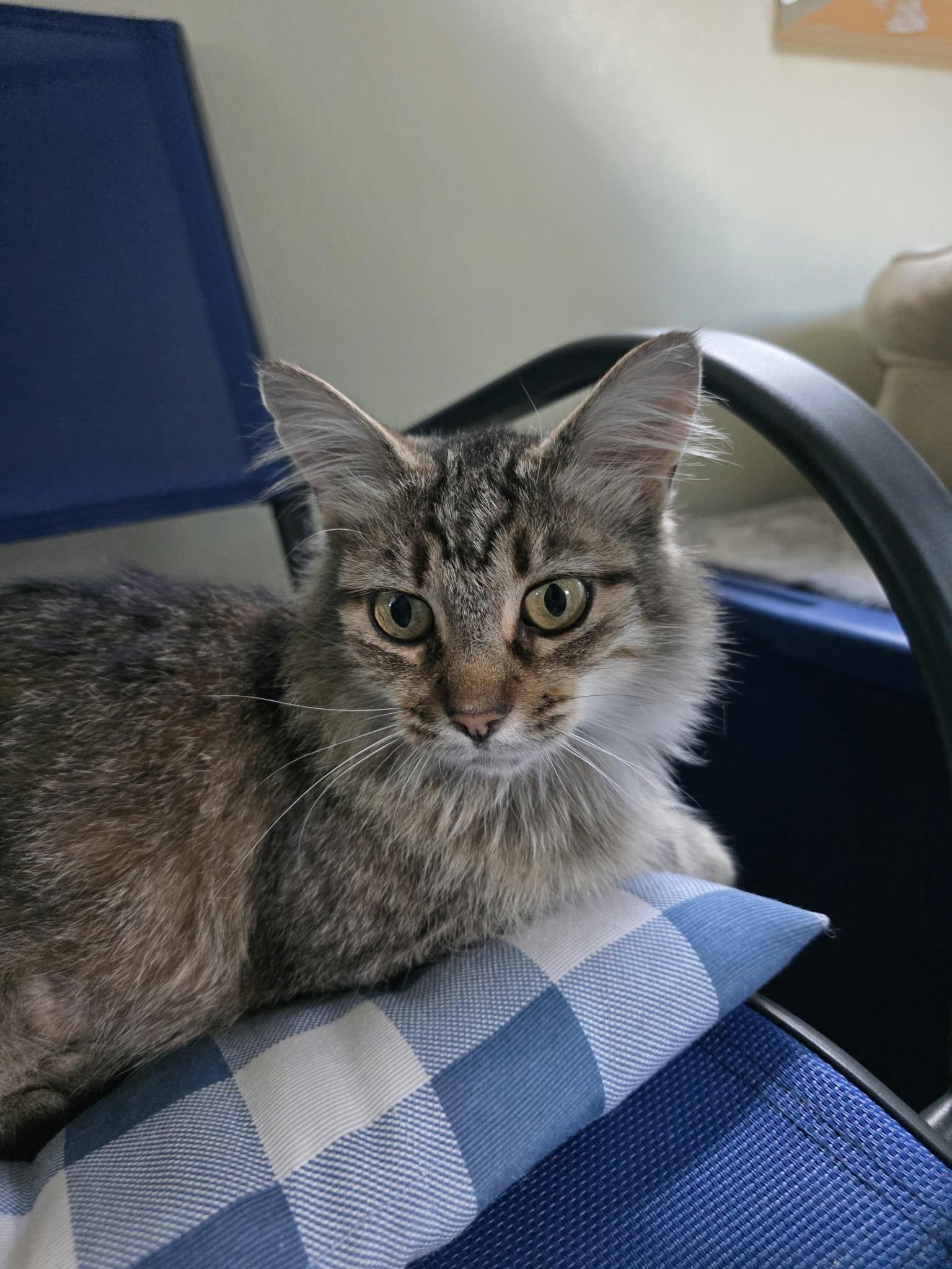 Enlarge Truvy, a Adoptable Domestic Medium Hair in Umatilla, FL image 2/4