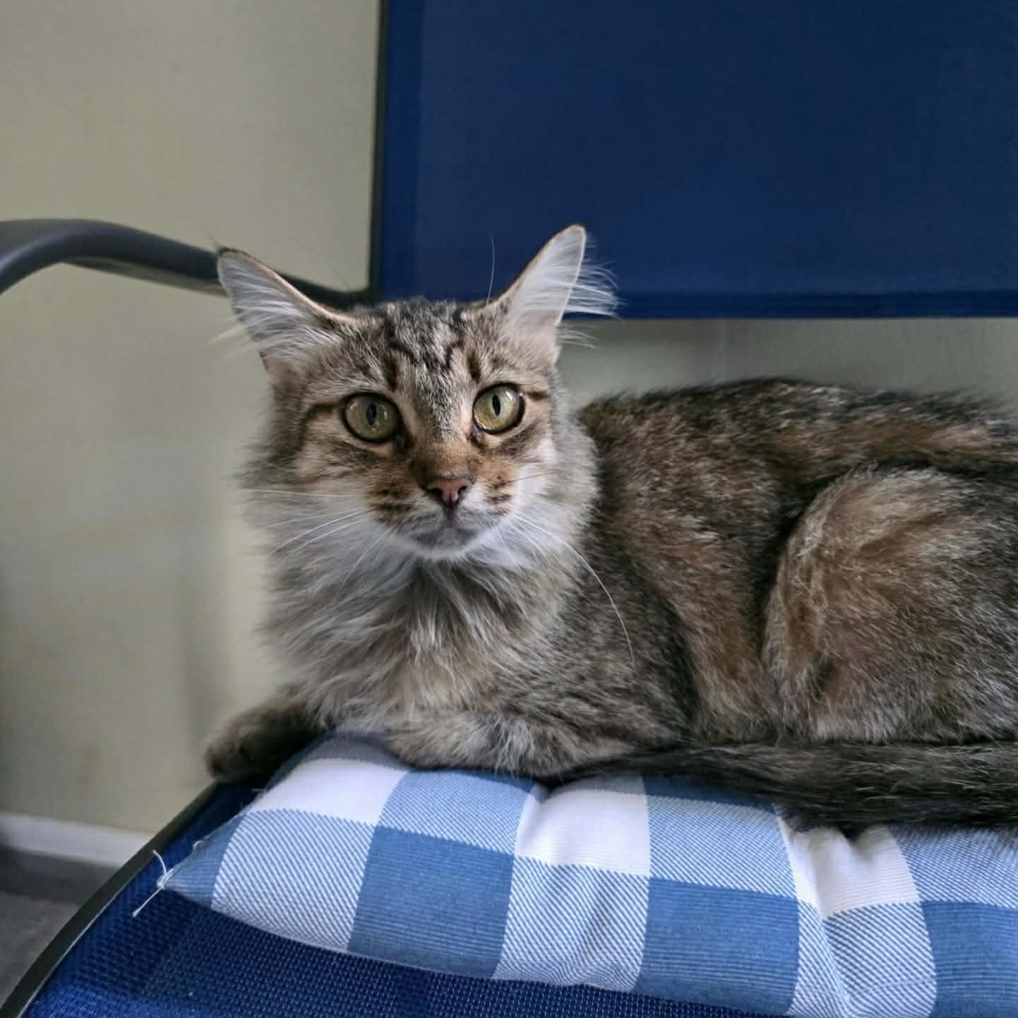 Truvy, Adoptable, Young Female Domestic Medium Hair.