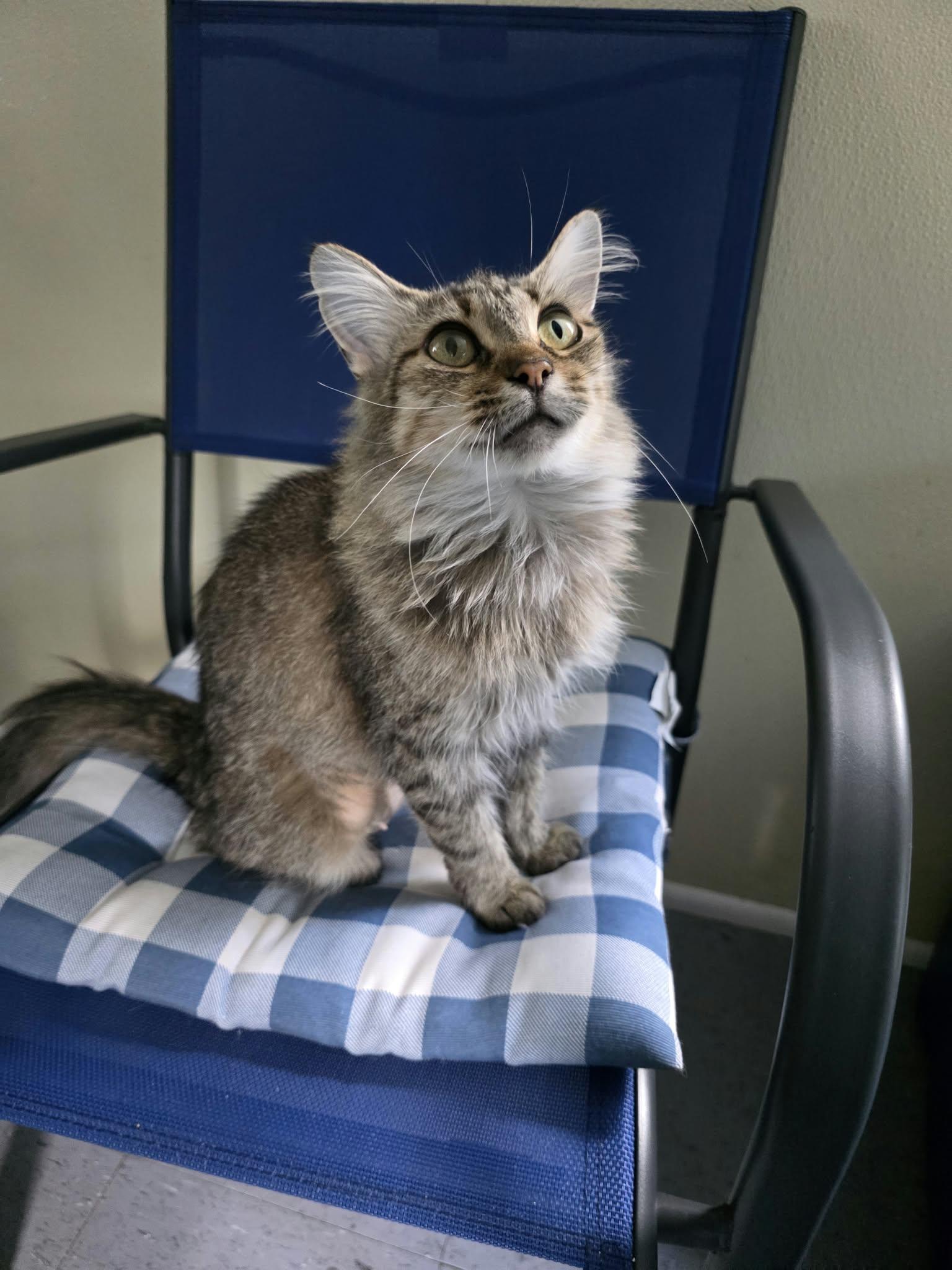 Enlarge Truvy, a Adoptable Domestic Medium Hair in Umatilla, FL image 4/4