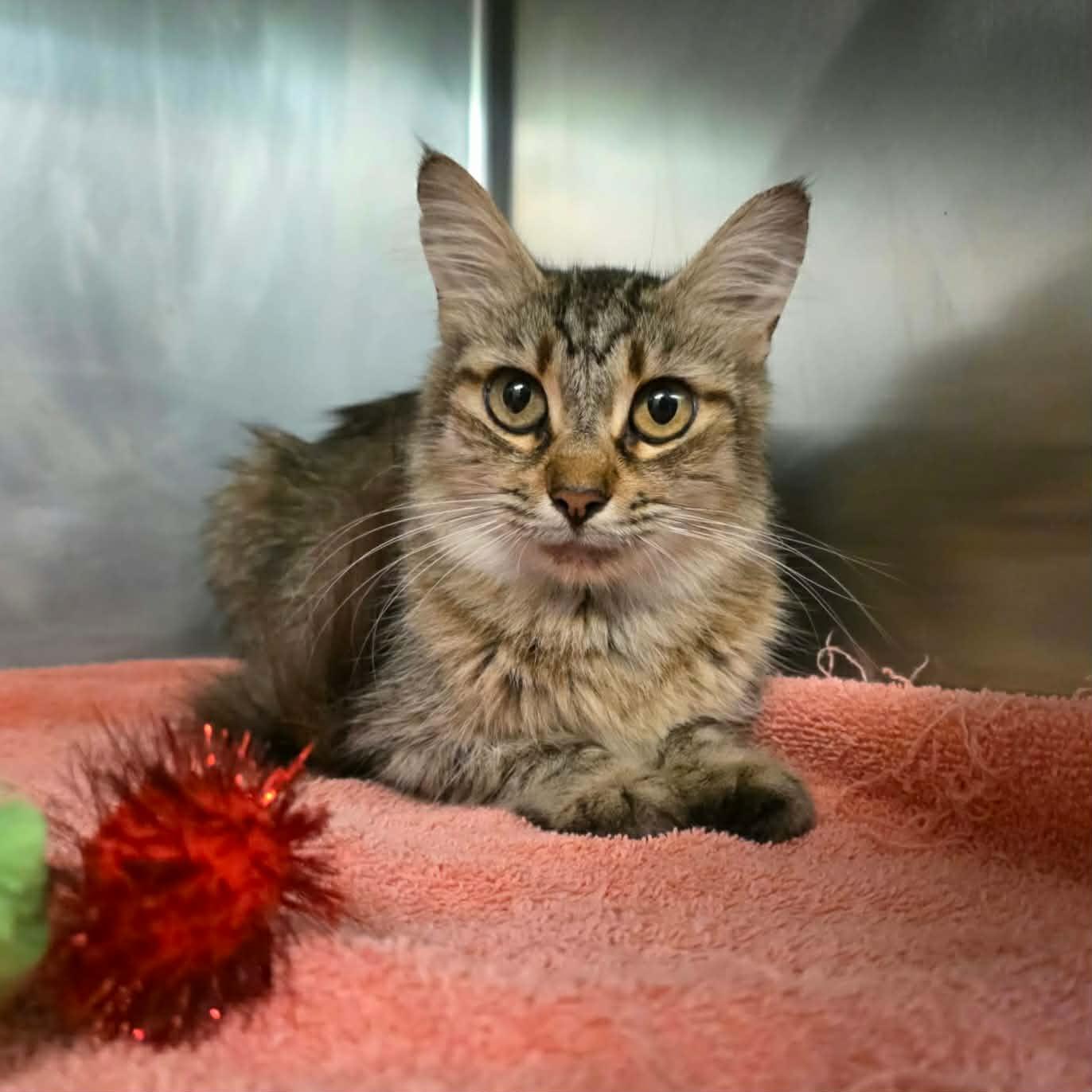 Enlarge Truvy, a Adoptable Domestic Medium Hair in Umatilla, FL image 3/4