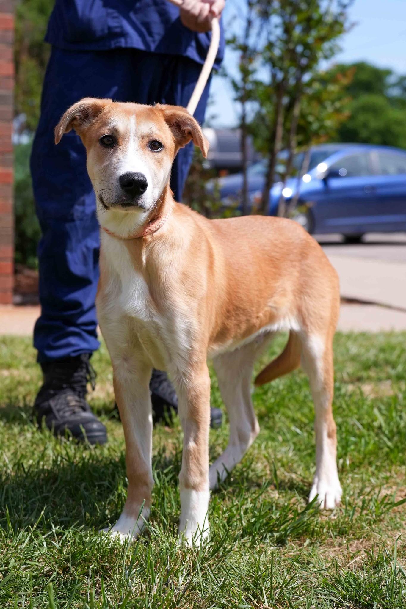 Enlarge Buddy, a ADOPTABLE mixed breed in Stillwater, OK image 1/2