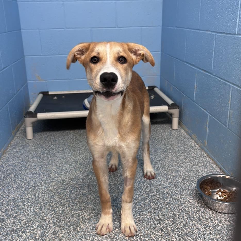 Enlarge Buddy, a ADOPTABLE mixed breed in Stillwater, OK image 2/2