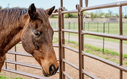 Tahoe, Adoptable, Adult Male Thoroughbred.