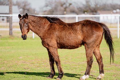Tahoe, Adoptable, Adult Male Thoroughbred.