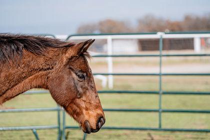 Tahoe, a Adoptable mixed breed in Fort Worth, TX image 4/4