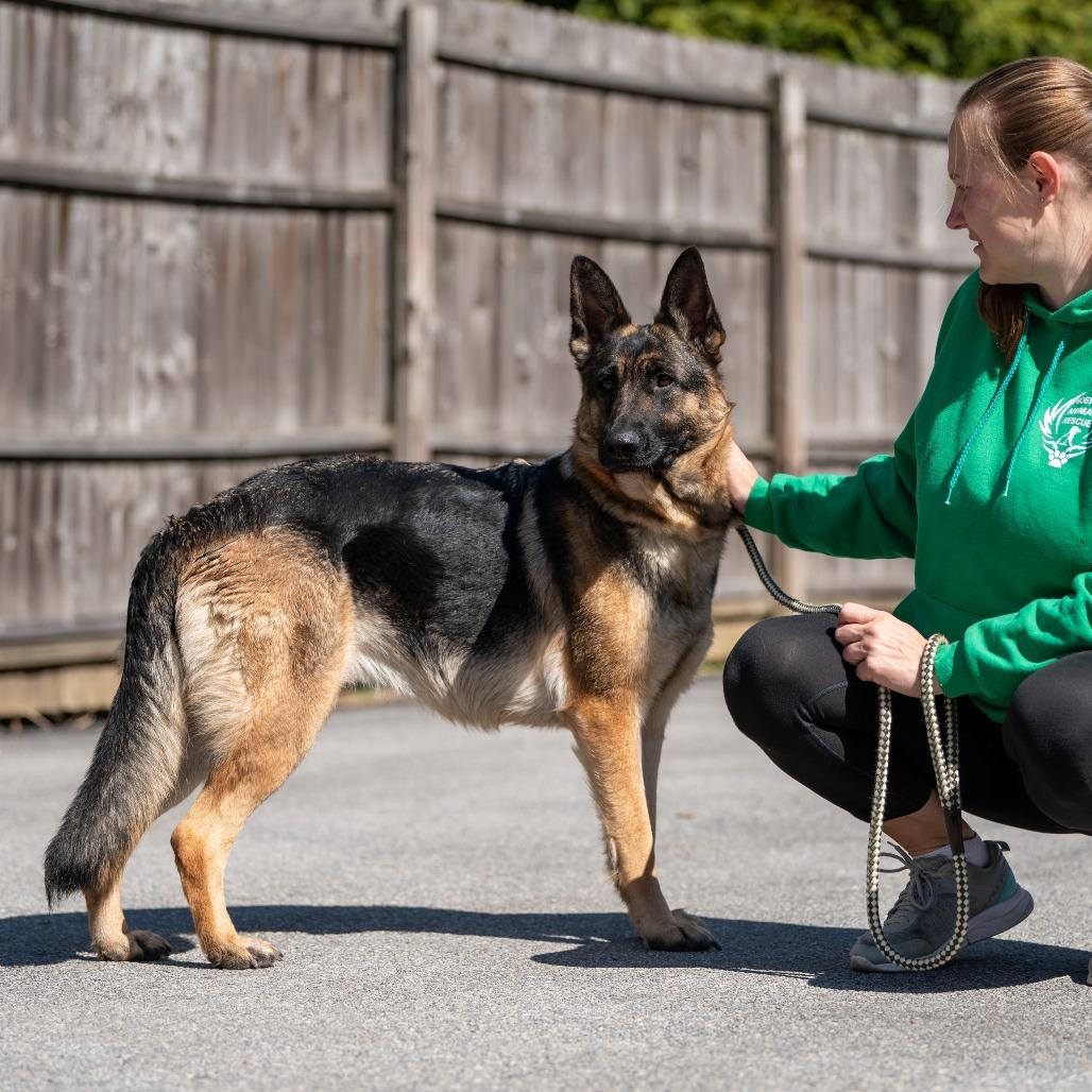 Baby Girl, a Adoptable German Shepherd Dog in Chester Springs, PA image 6/6
