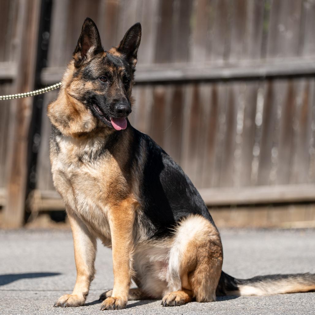 Baby Girl, a Adoptable German Shepherd Dog in Chester Springs, PA image 4/6