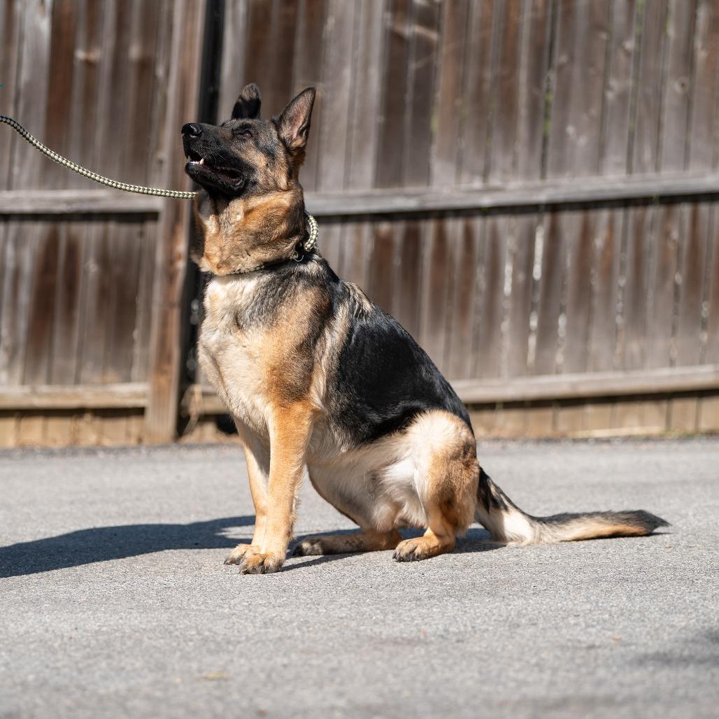 Baby Girl, a Adoptable German Shepherd Dog in Chester Springs, PA image 5/6