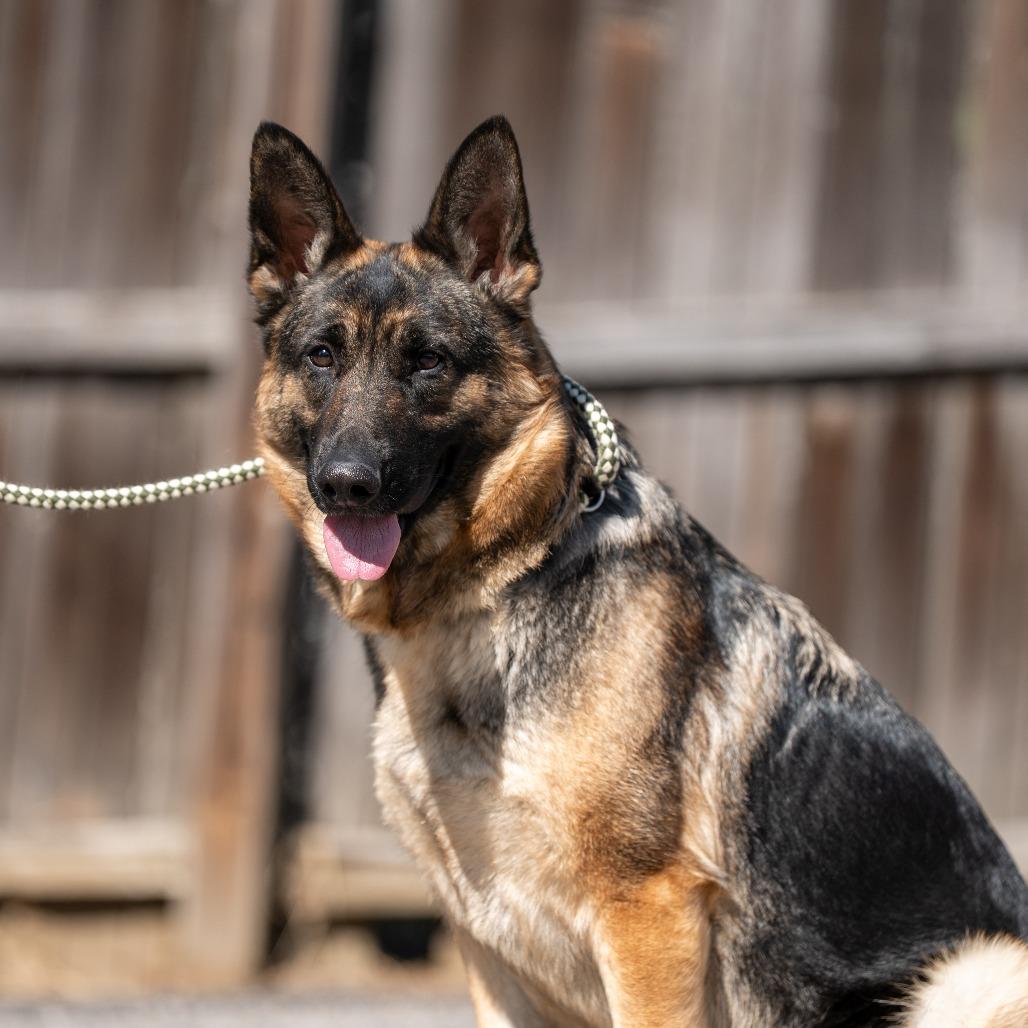 Baby Girl, a Adoptable German Shepherd Dog in Chester Springs, PA image 1/6