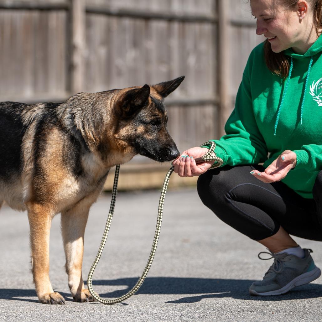 Baby Girl, a Adoptable German Shepherd Dog in Chester Springs, PA image 3/6