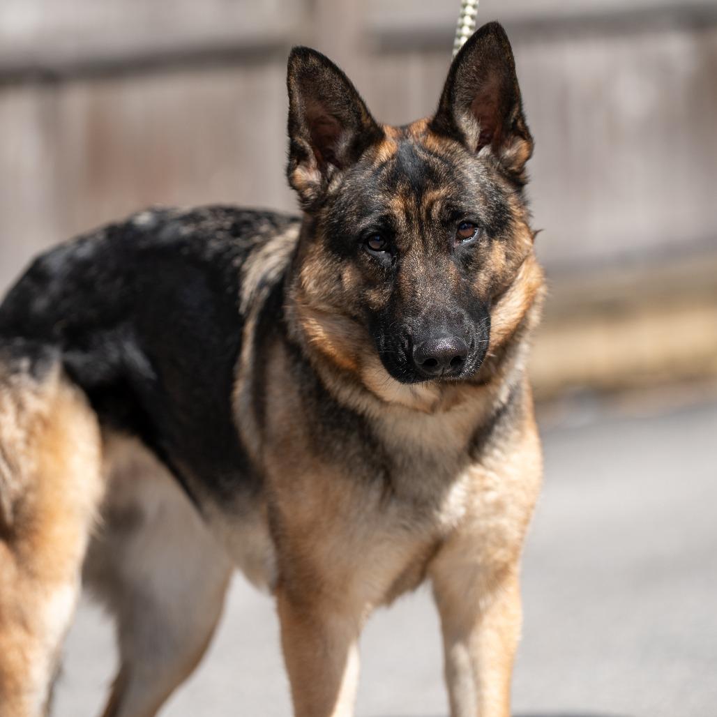Baby Girl, a Adoptable German Shepherd Dog in Chester Springs, PA image 2/6