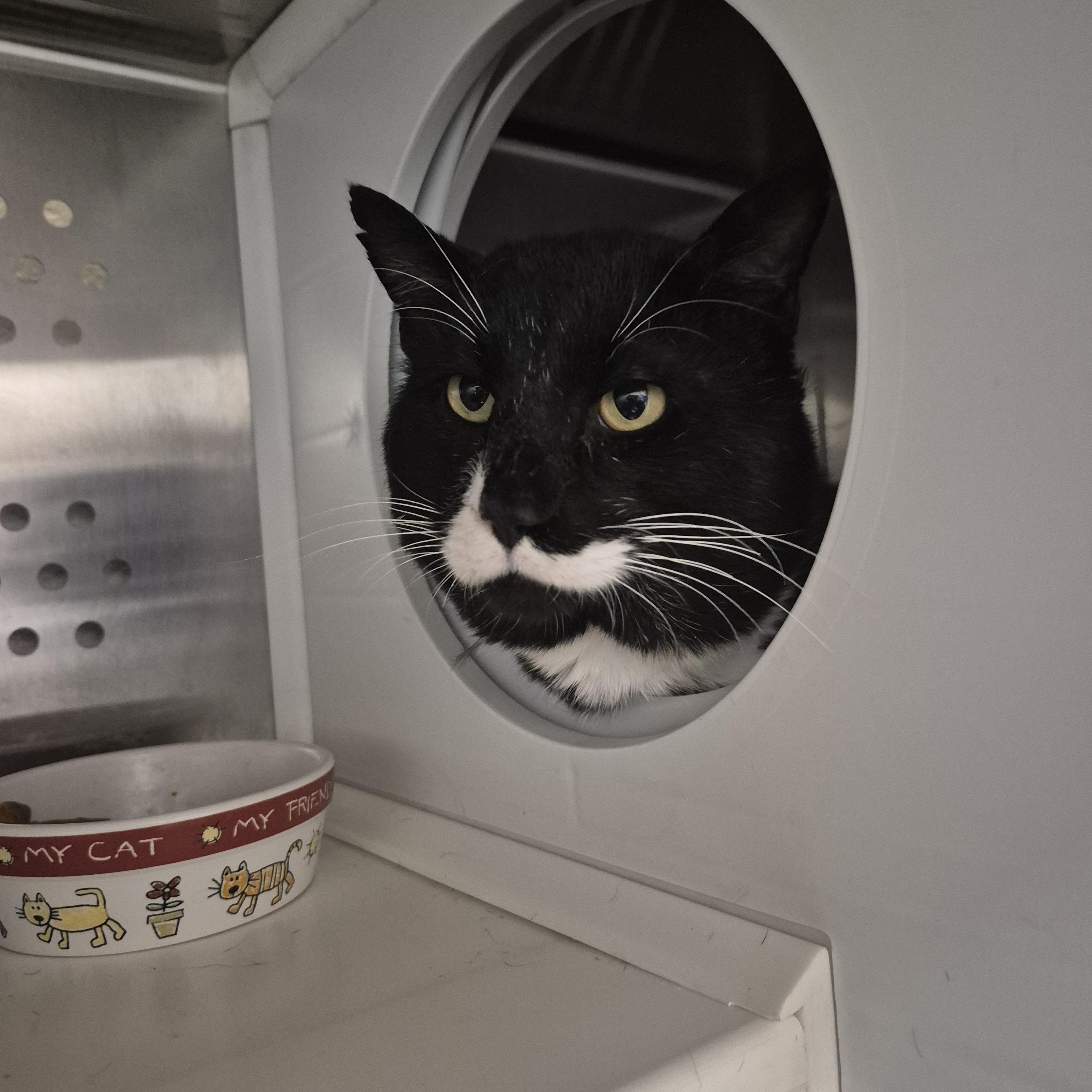 Biscuit , Adoptable, Adult Male Domestic Short Hair.