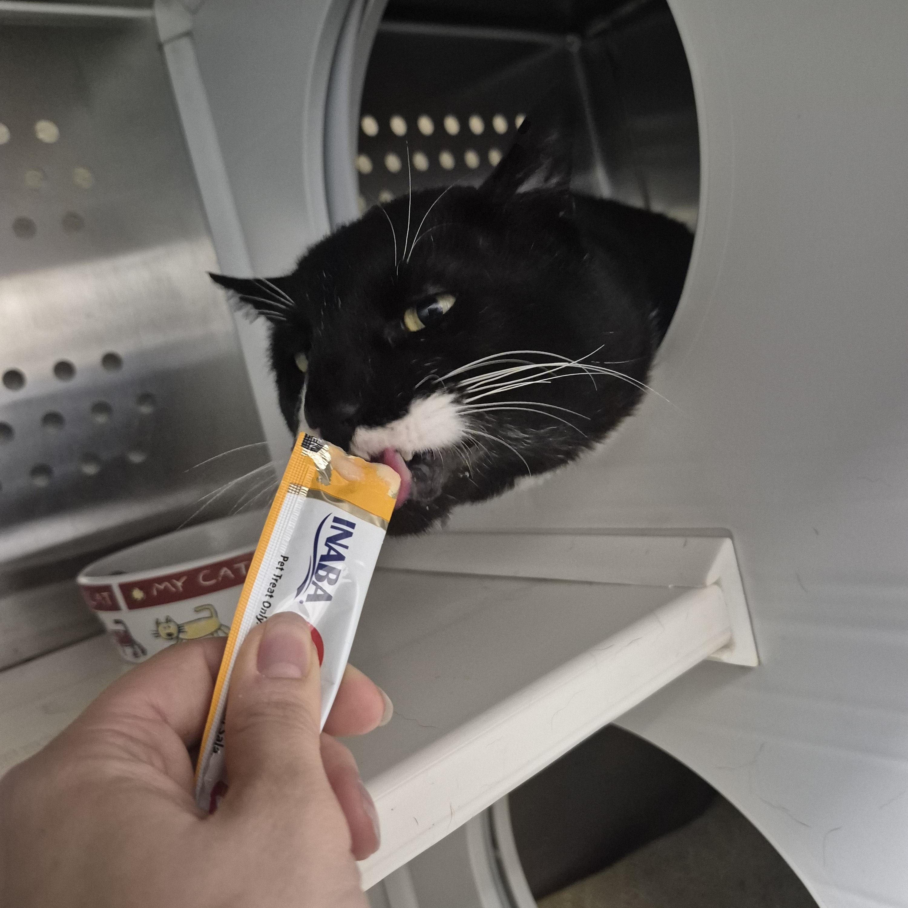 Enlarge Biscuit , a Adoptable Domestic Short Hair in New Westminster, BC image 2/3