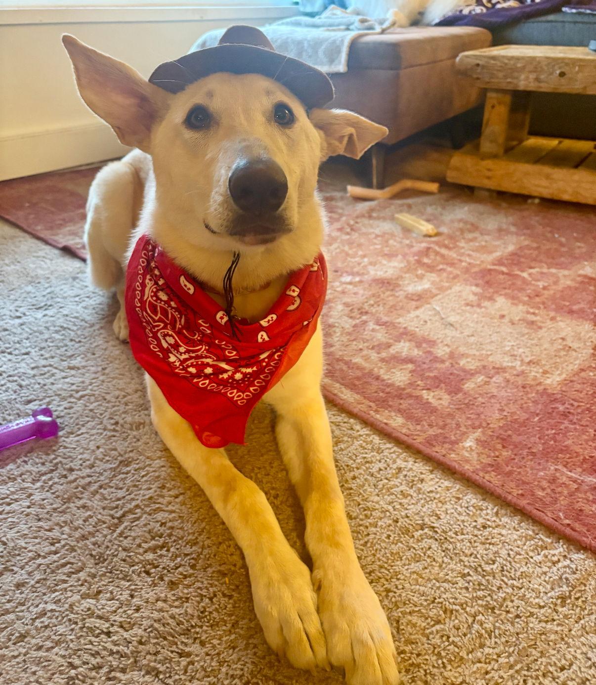 Enlarge Strudel, a Adoptable mixed breed in Bothell, WA image 2/3
