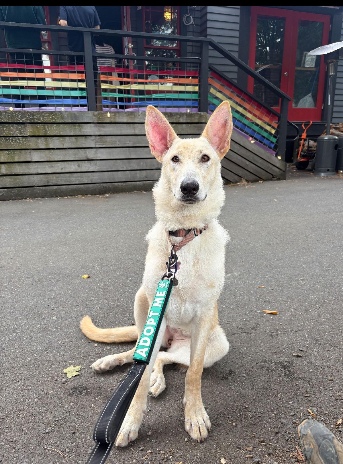 Enlarge Strudel, a Adoptable mixed breed in Bothell, WA image 3/3