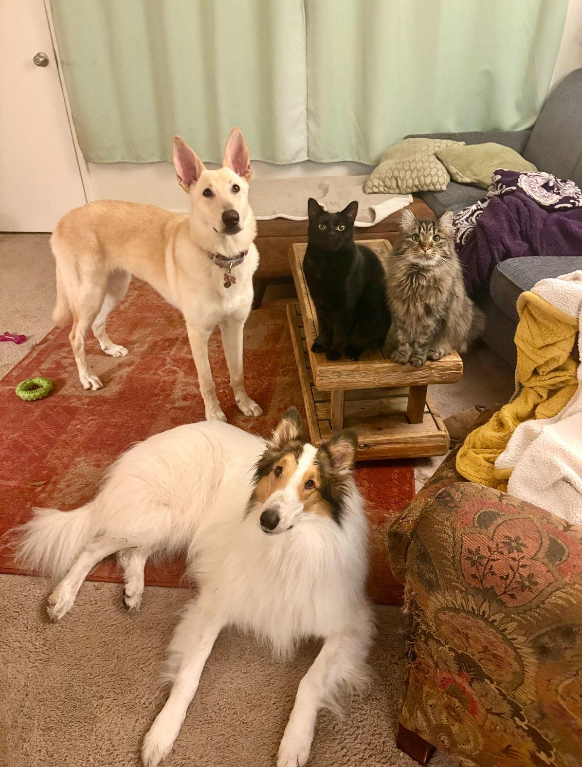 Strudel, Adoptable, Young Female German Shepherd Dog & German Shepherd Dog.