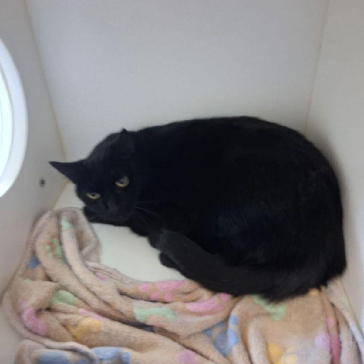 Enlarge Rice Crispy, a Adoptable Domestic Short Hair in Kingman, AZ image 1/1