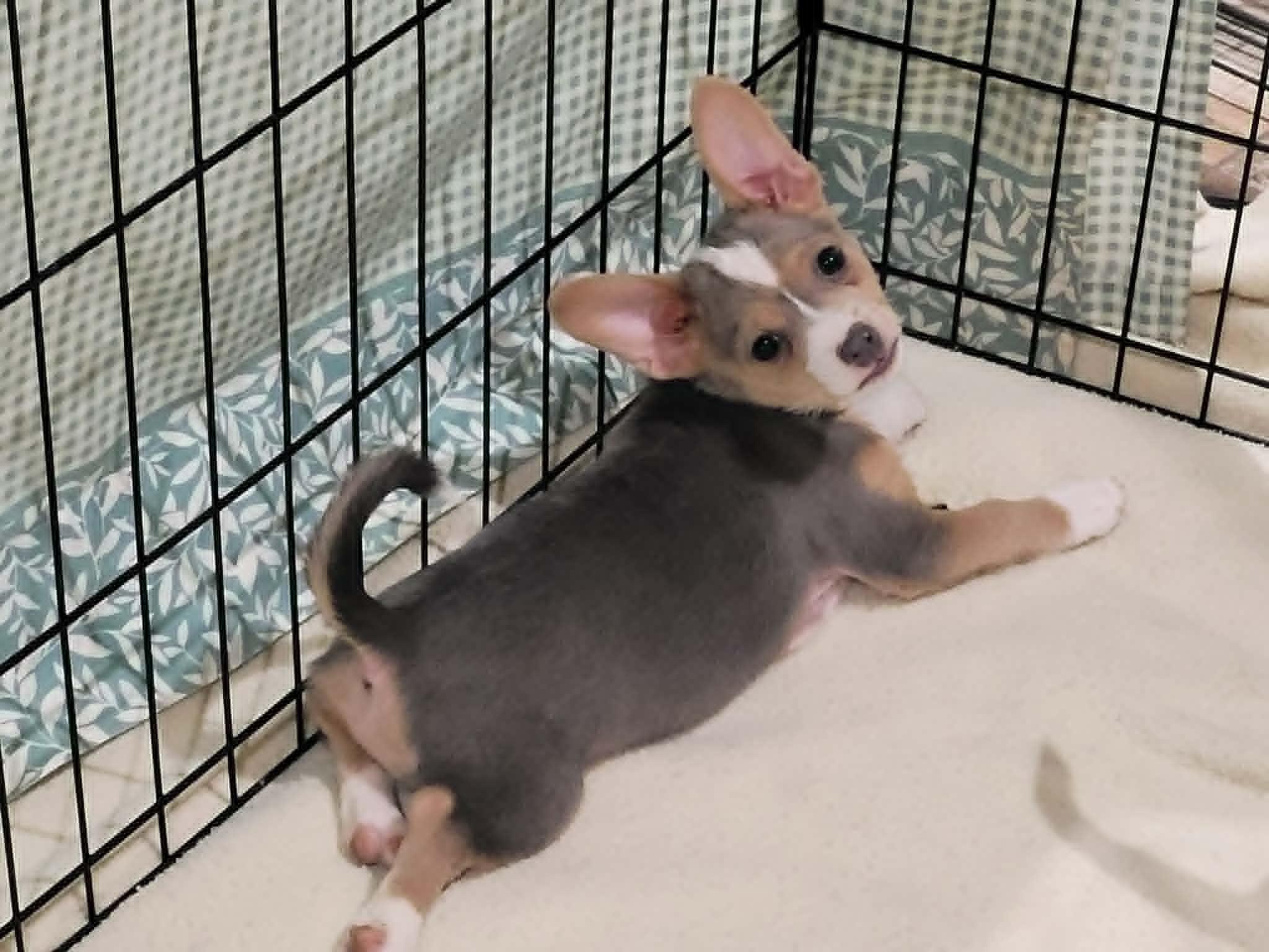 Lady, adopted, Puppy Female Jack Russell Terrier.