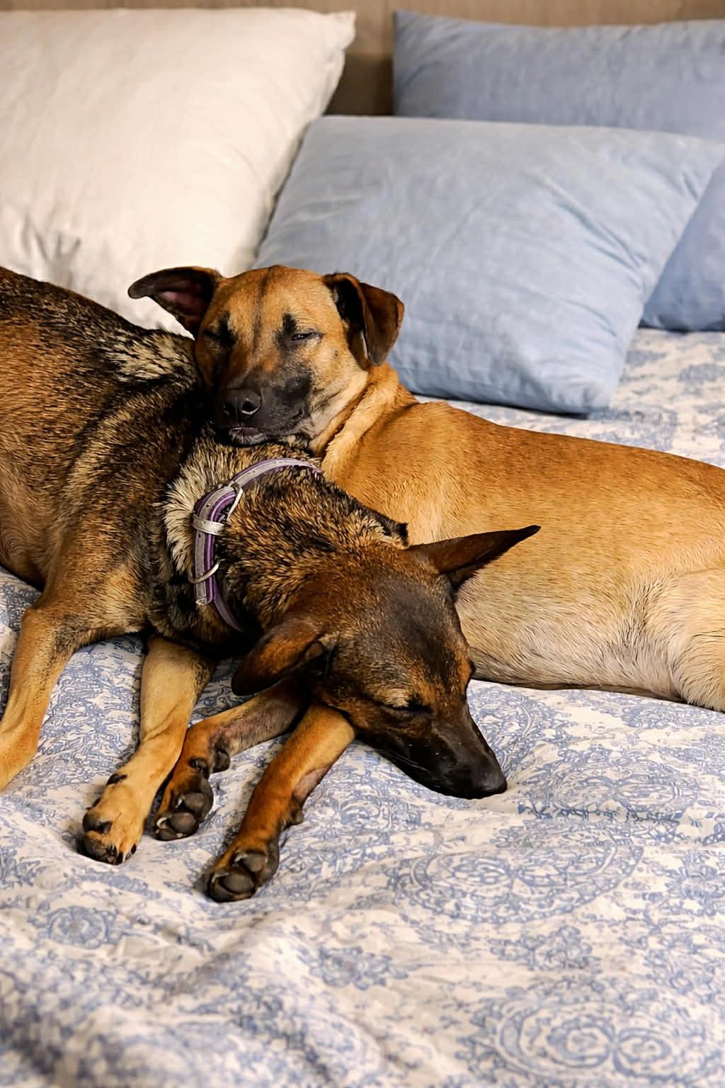 Enlarge Gigi, a ADOPTABLE mixed breed in Groton, VT image 5/6