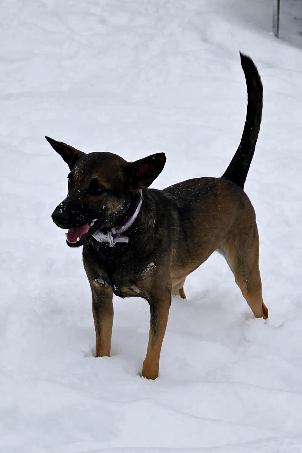 Enlarge Gigi, a ADOPTABLE mixed breed in Groton, VT image 3/6