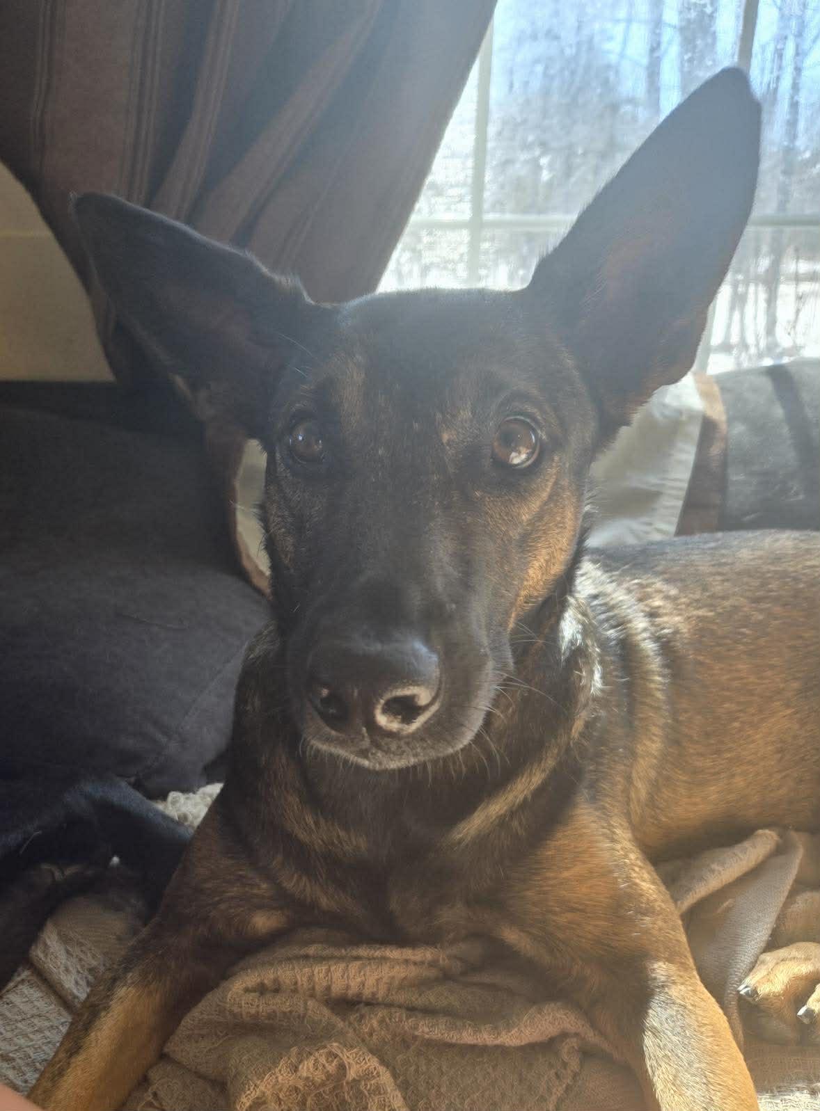 Enlarge Gigi, a ADOPTABLE mixed breed in Groton, VT image 1/6