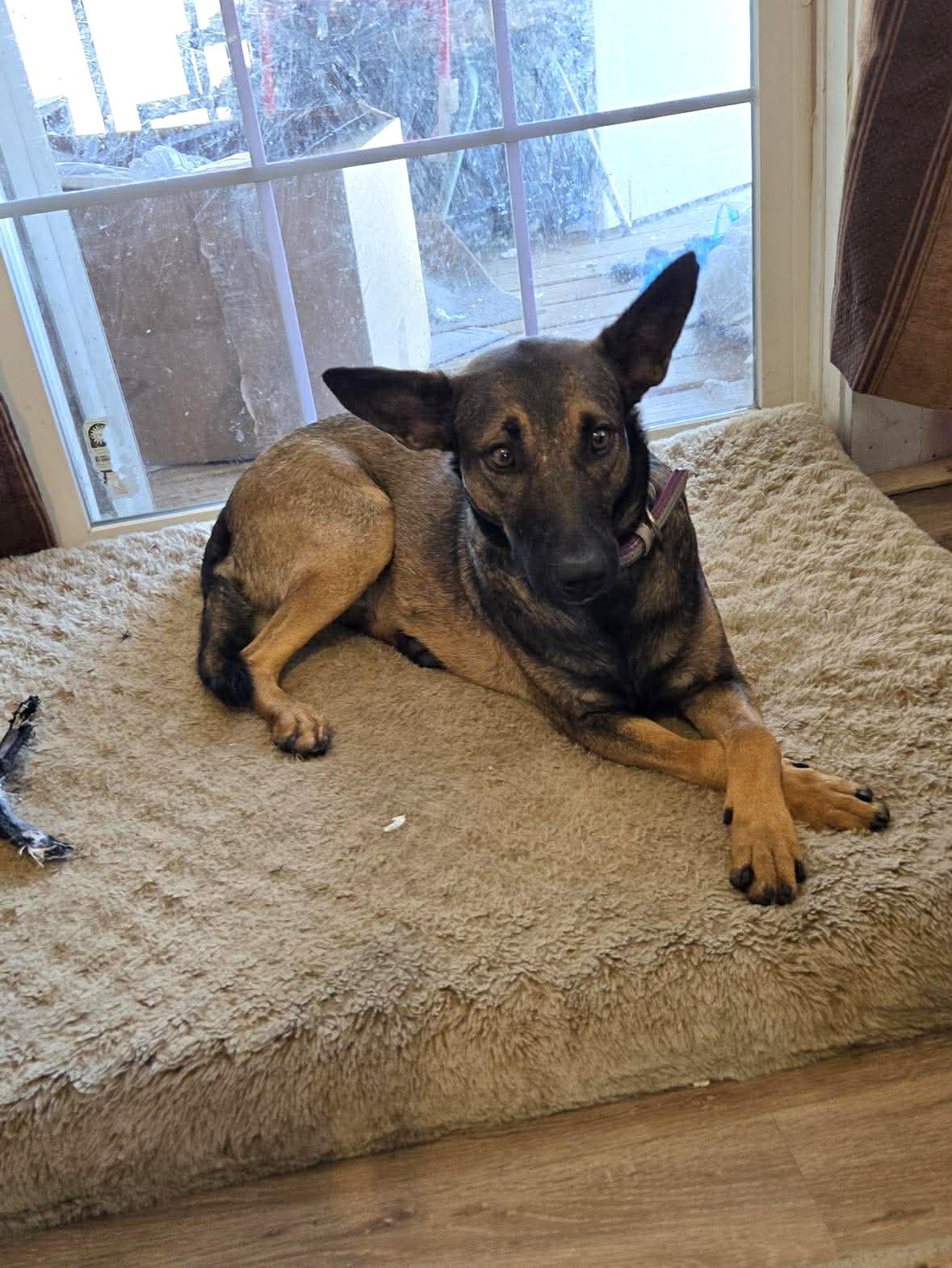 Enlarge Gigi, a ADOPTABLE mixed breed in Groton, VT image 2/6