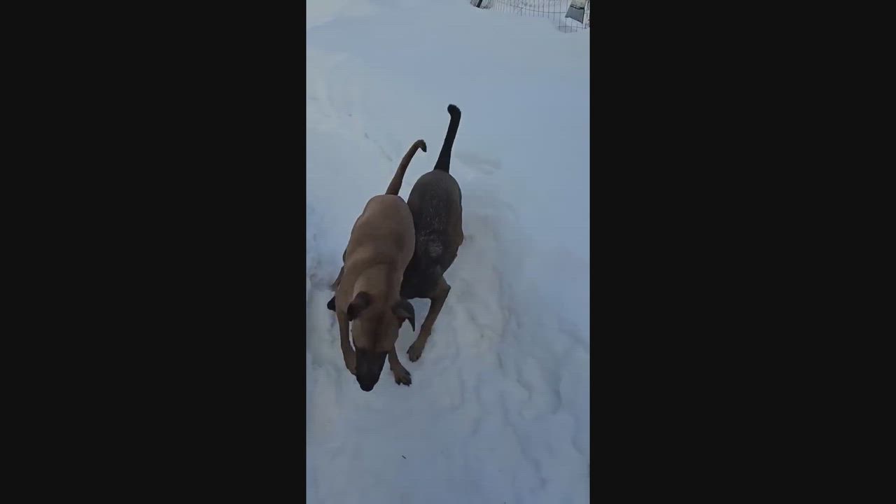 Enlarge Gigi, a ADOPTABLE mixed breed in Groton, VT video 4/6