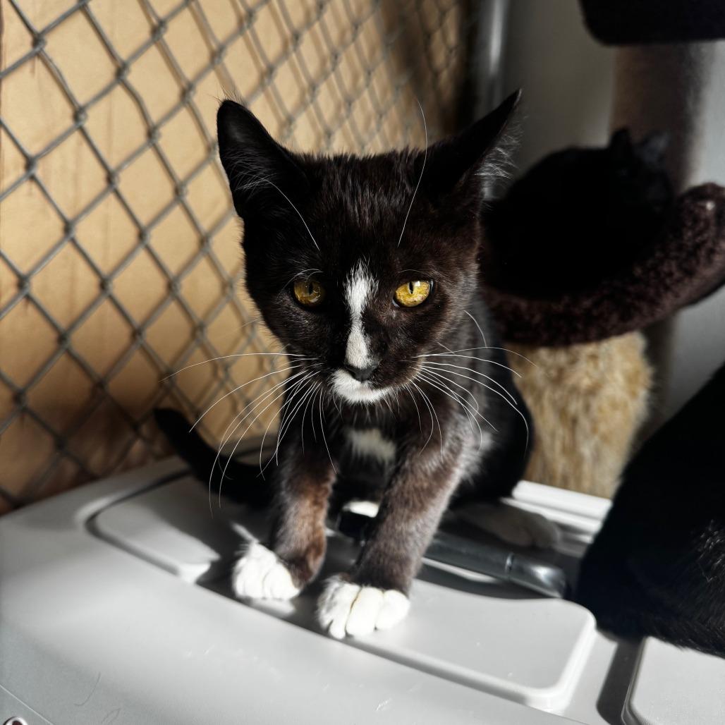 Art the Clown, Adoptable, Kitten Male Domestic Short Hair.