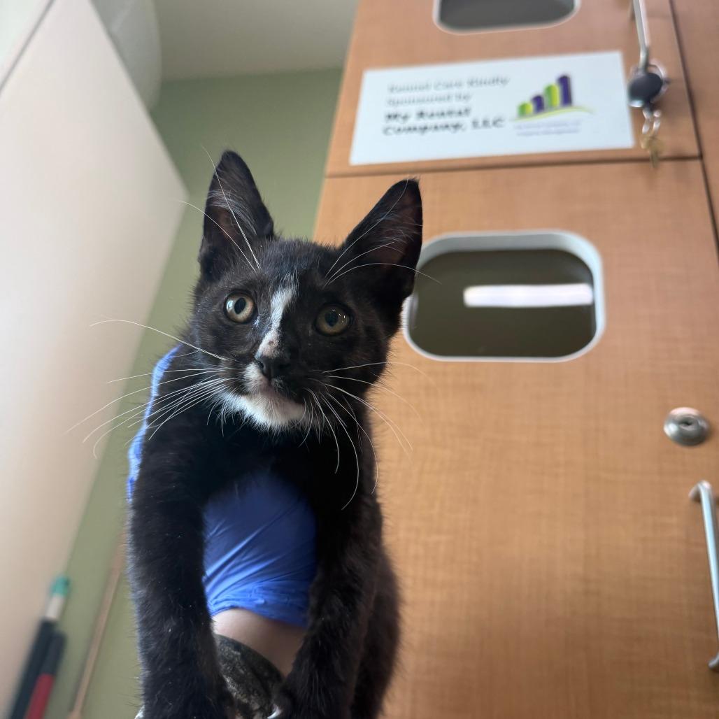 Enlarge Art the Clown, a Adoptable Domestic Short Hair in Pullman, WA image 2/3