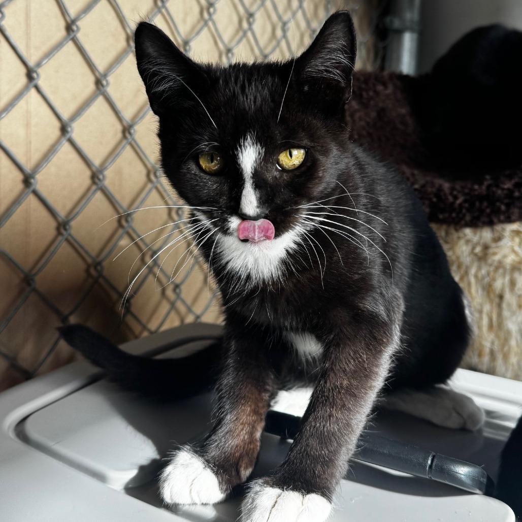 Enlarge Art the Clown, a Adoptable Domestic Short Hair in Pullman, WA image 3/3