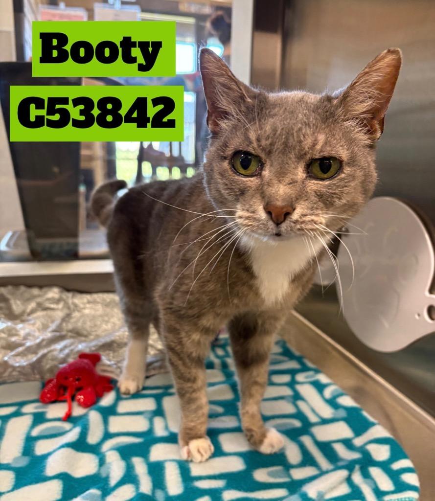 Booty, Adoptable, Senior Female Burmese.