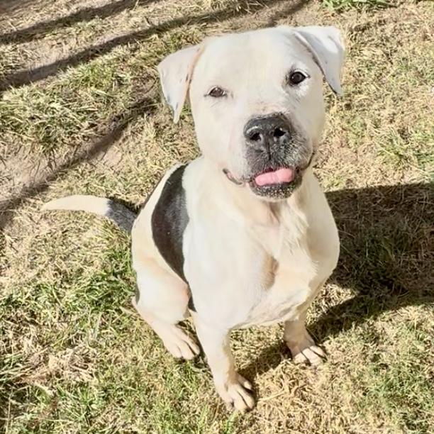CARL, Adoptable, Senior Male Staffordshire Bull Terrier & Mixed Breed.
