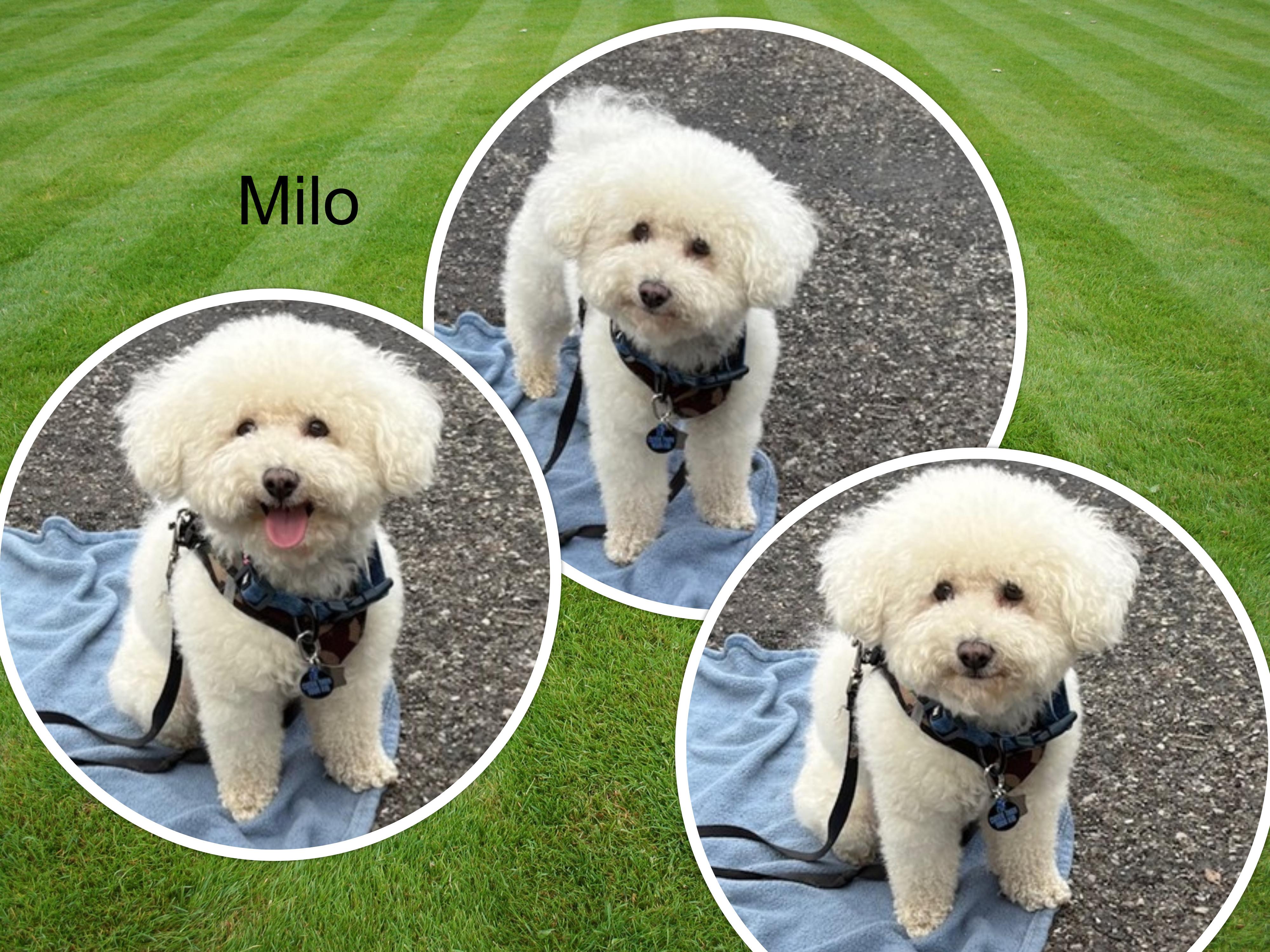 Milo - OH, ADOPTABLE, Adult Male Bichon Frise.