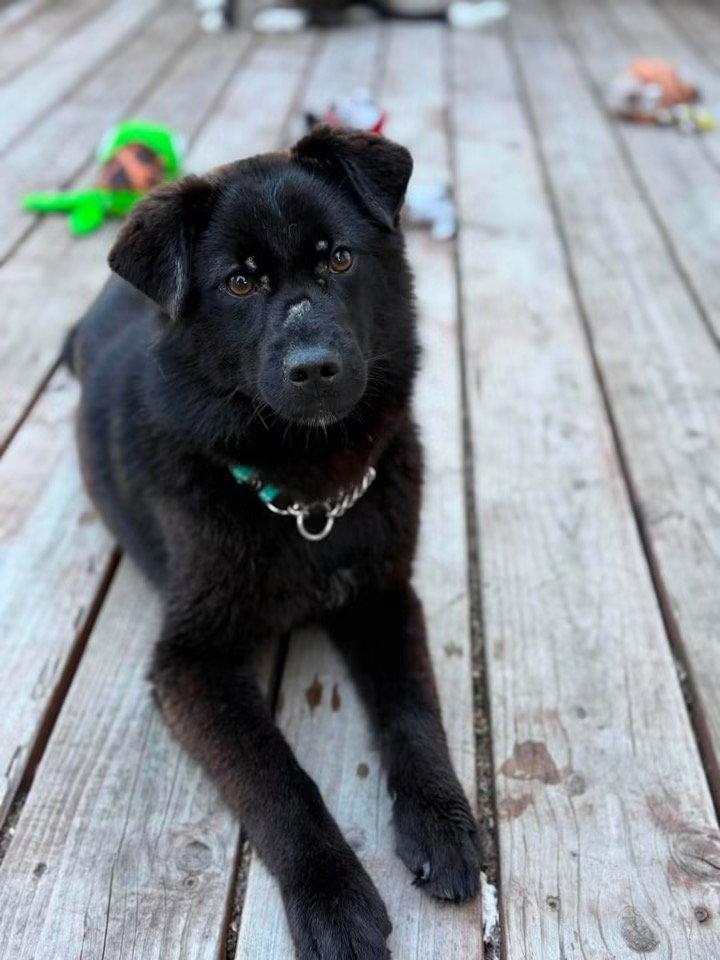 Nyx, Adoptable, Young Male Husky.