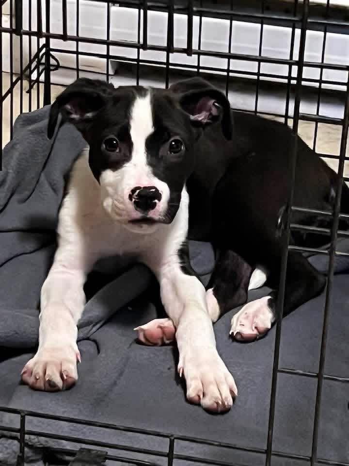 Mabel, a ADOPTABLE mixed breed in Youngstown, OH image 4/6