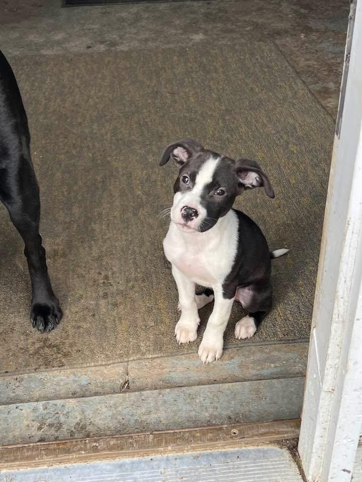 Mabel, a ADOPTABLE mixed breed in Youngstown, OH image 6/6