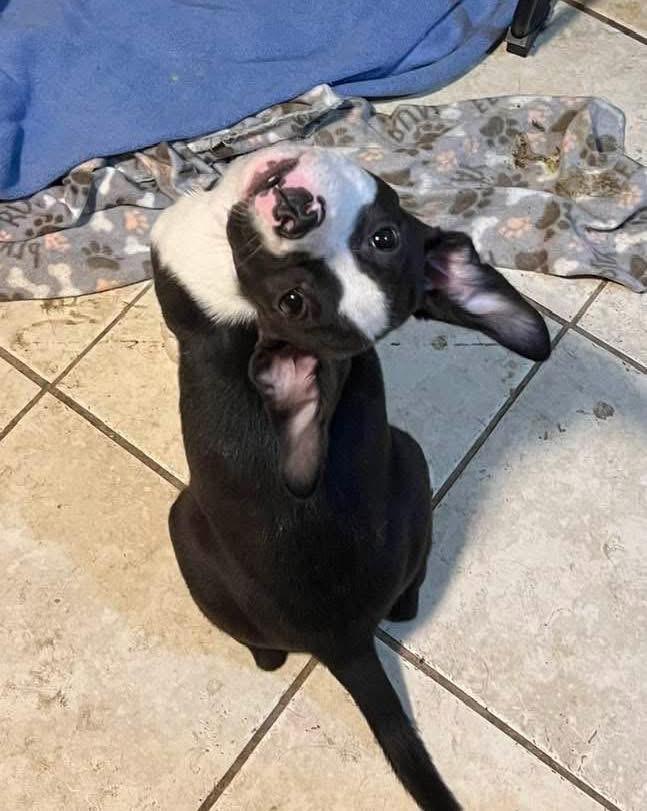 Mabel, a ADOPTABLE mixed breed in Youngstown, OH image 5/6