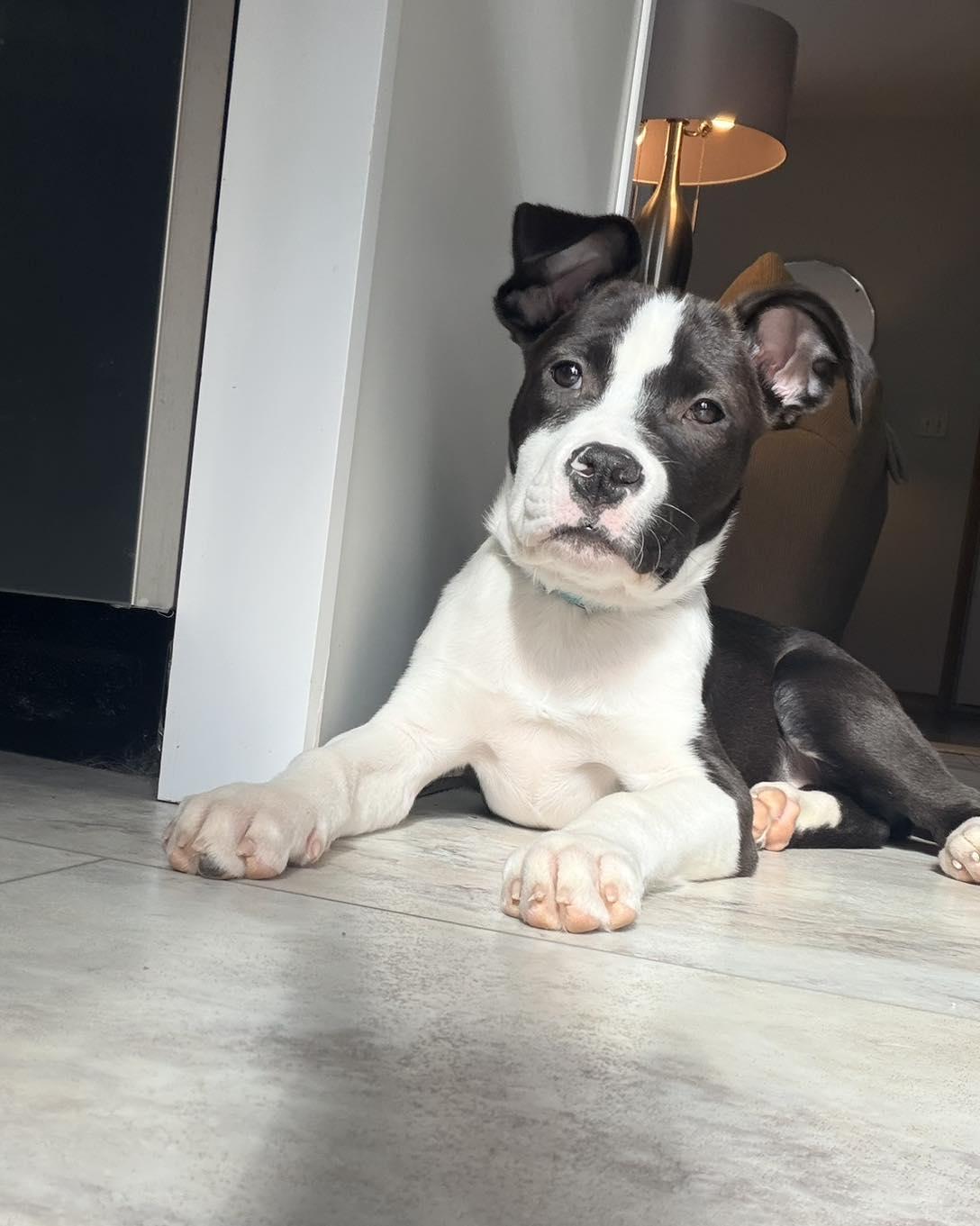 Mabel, ADOPTABLE, Puppy Female Pit Bull Terrier.