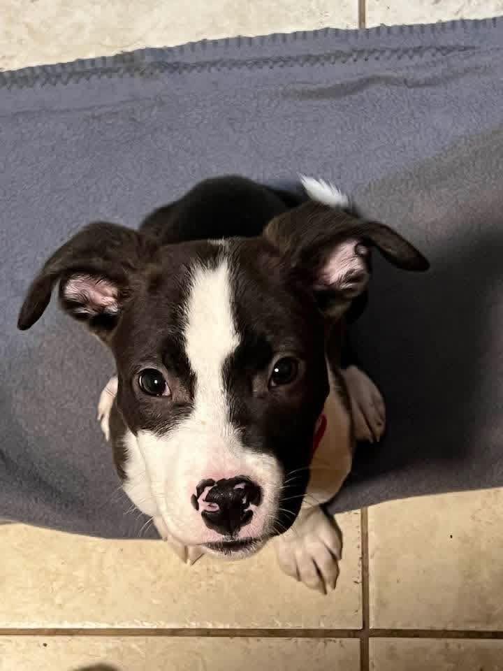 Mabel, a ADOPTABLE mixed breed in Youngstown, OH image 3/6