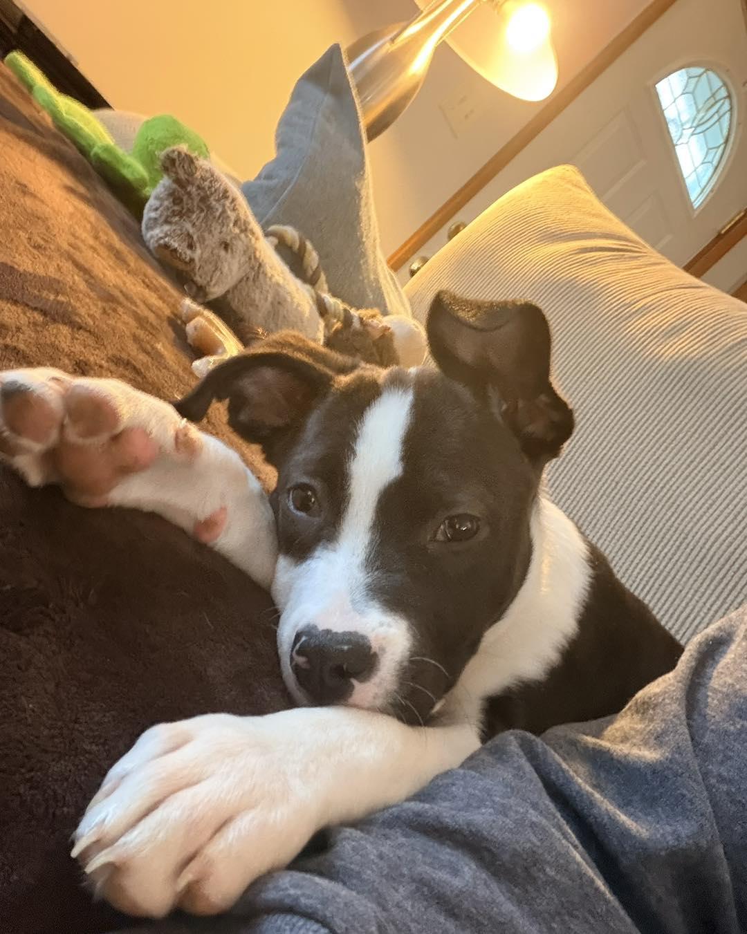 Mabel, a ADOPTABLE mixed breed in Youngstown, OH image 2/6