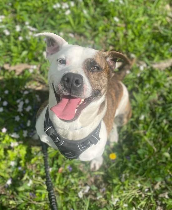 Prince, Adoptable, Young Male Boxer & Pit Bull Terrier.