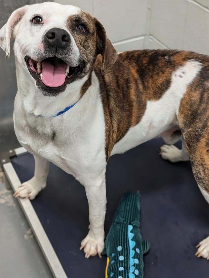 Enlarge Prince, a Adoptable mixed breed in North Vernon, IN image 2/2