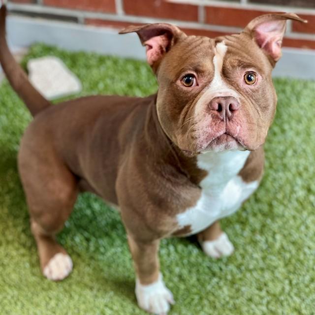 ROCKET POWER, Adoptable, Young Male Pit Bull Terrier.