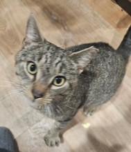 Enlarge Mr. Brown, an adopted Tabby in Closter, NJ image 3/5