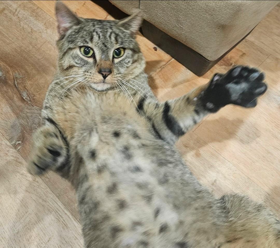 Mr. Brown, adopted, Young Male Tabby.