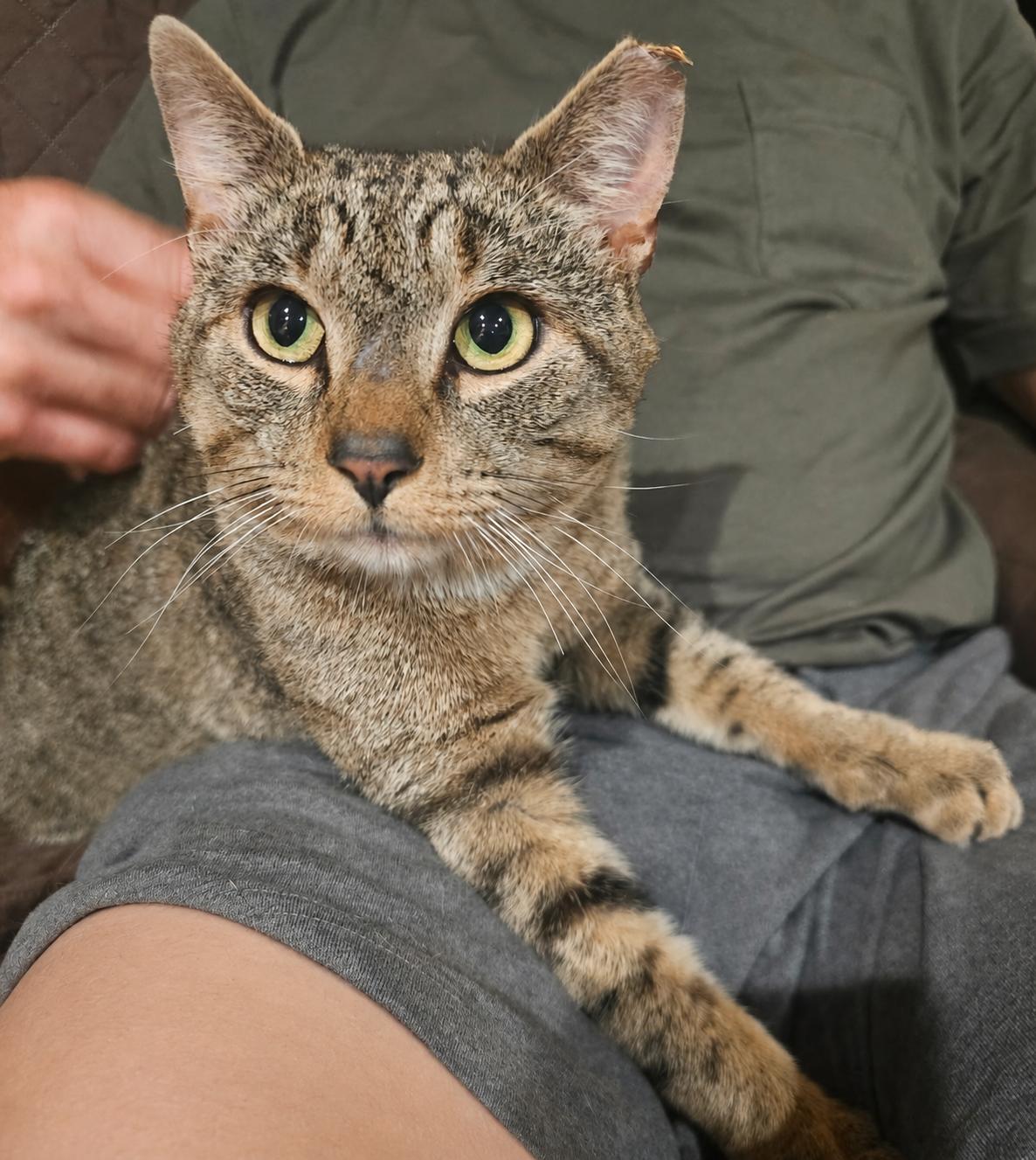 Enlarge Mr. Brown, an adopted Tabby in Closter, NJ image 2/5