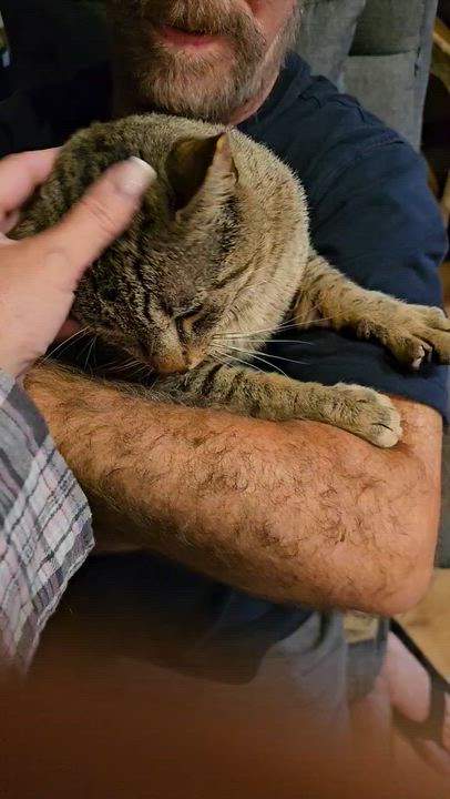 Enlarge Mr. Brown, an adopted Tabby in Closter, NJ video 5/5